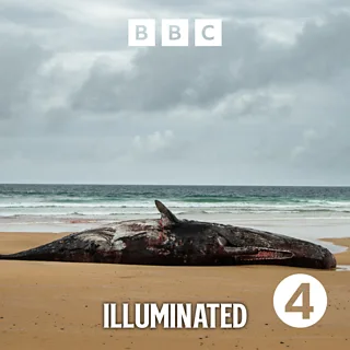 Strandings Radio 4